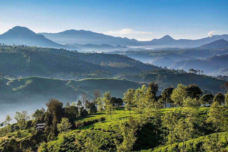 beautiful morning view with blue sky mountains around tea plantation 1048944 11932728