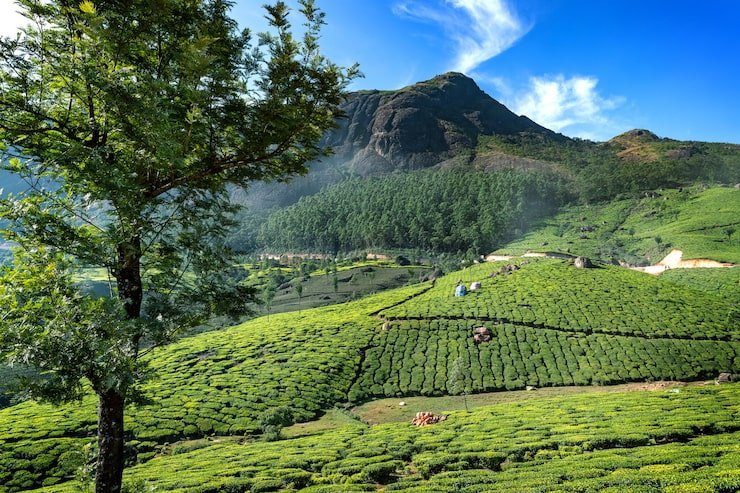 hills tee plantations kerala 119101 258
