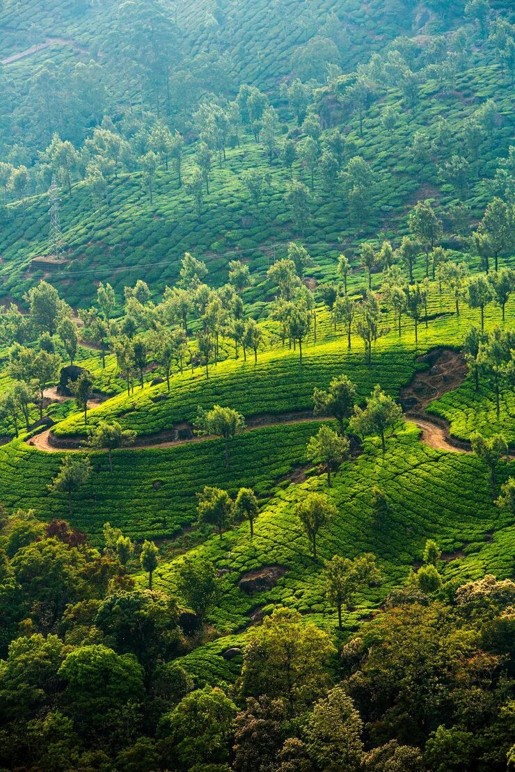 landscape tea plantations india kerala munnar 564276 9125