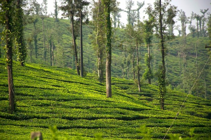 panoramic landscape view beautiful scenic lush green tea fields coorg karnataka india 1048944 24347695