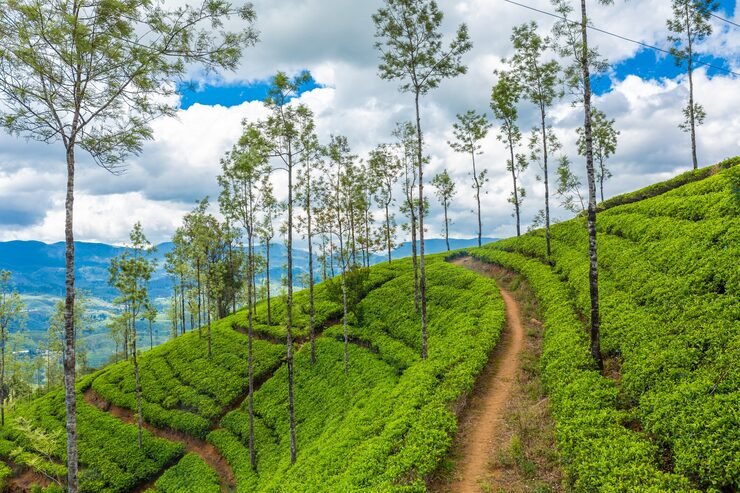 picturesque natural landscape green tea plantations highlands growing tea 105751 12034