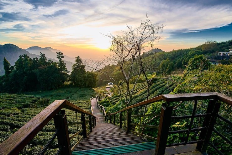 plants by railing against sky sunset 1048944 25185684