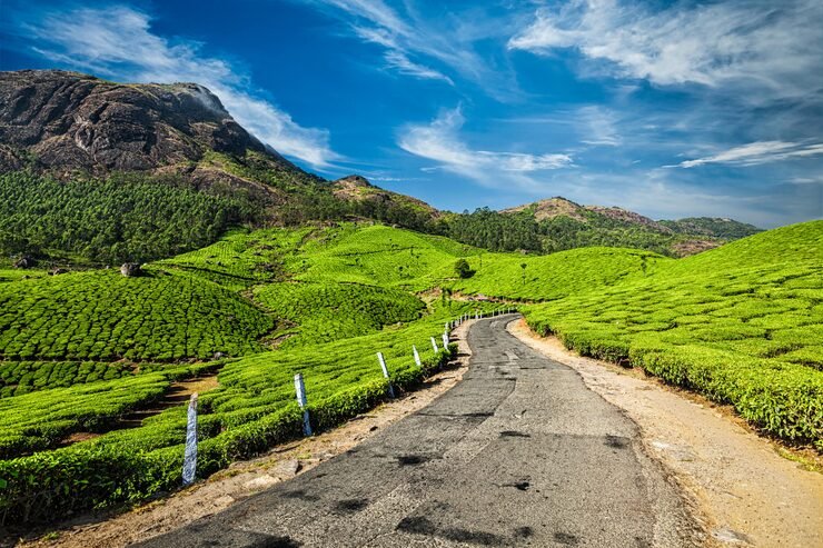 road tea plantations india 163782 1333