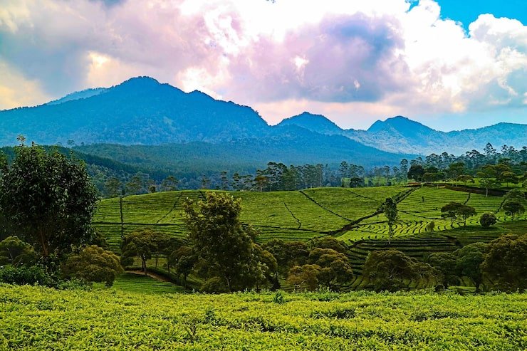 scenic view field against sky 1048944 24096574