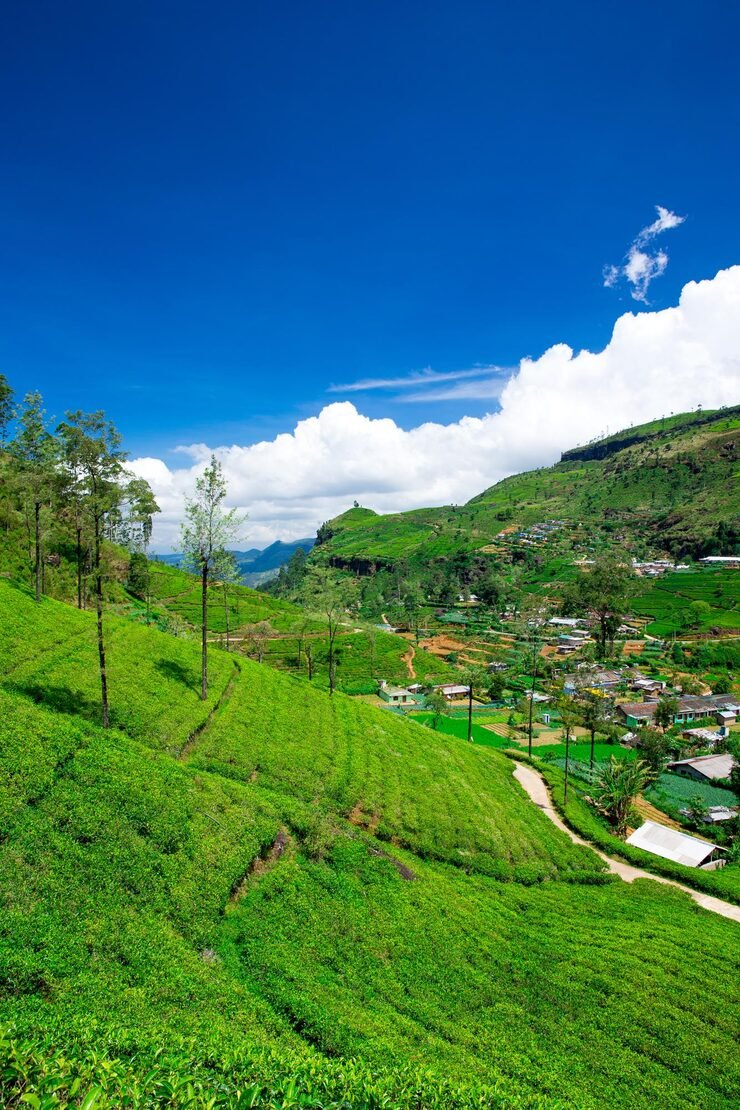tea plantation nature background 87394 18070