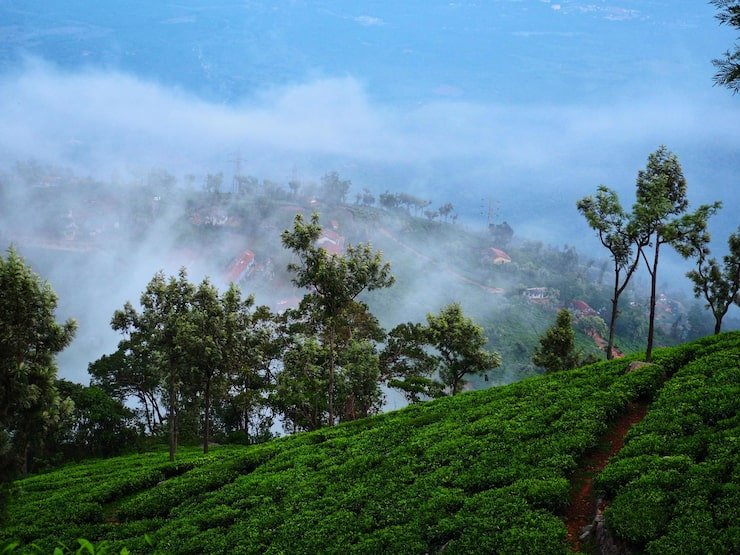 trees field against sky 1048944 30186639