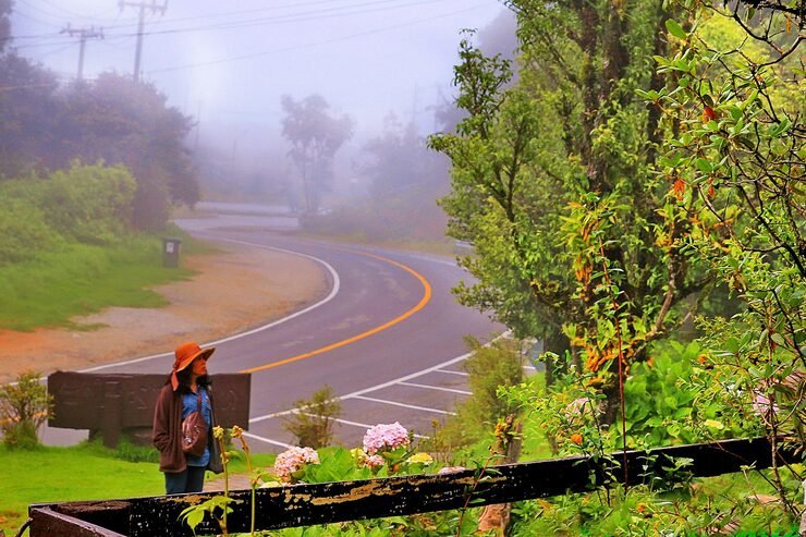 woman standing by road against trees foggy weather 1048944 7601292