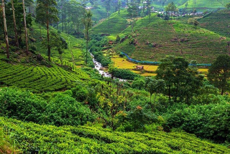 beautiful highland tea plantations sri lanka 344022 702