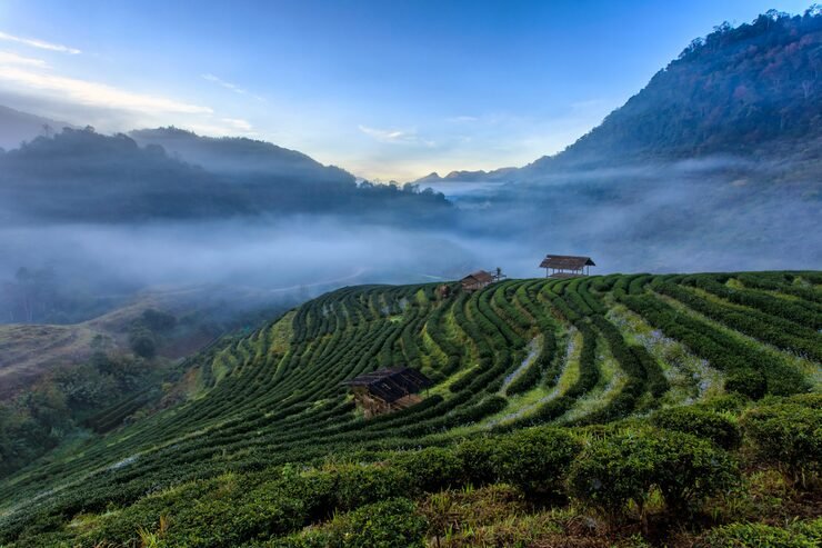 tea plantation beautiful landscape famous tourist attraction doi doi ang khang chiang mai thailand 35977 744